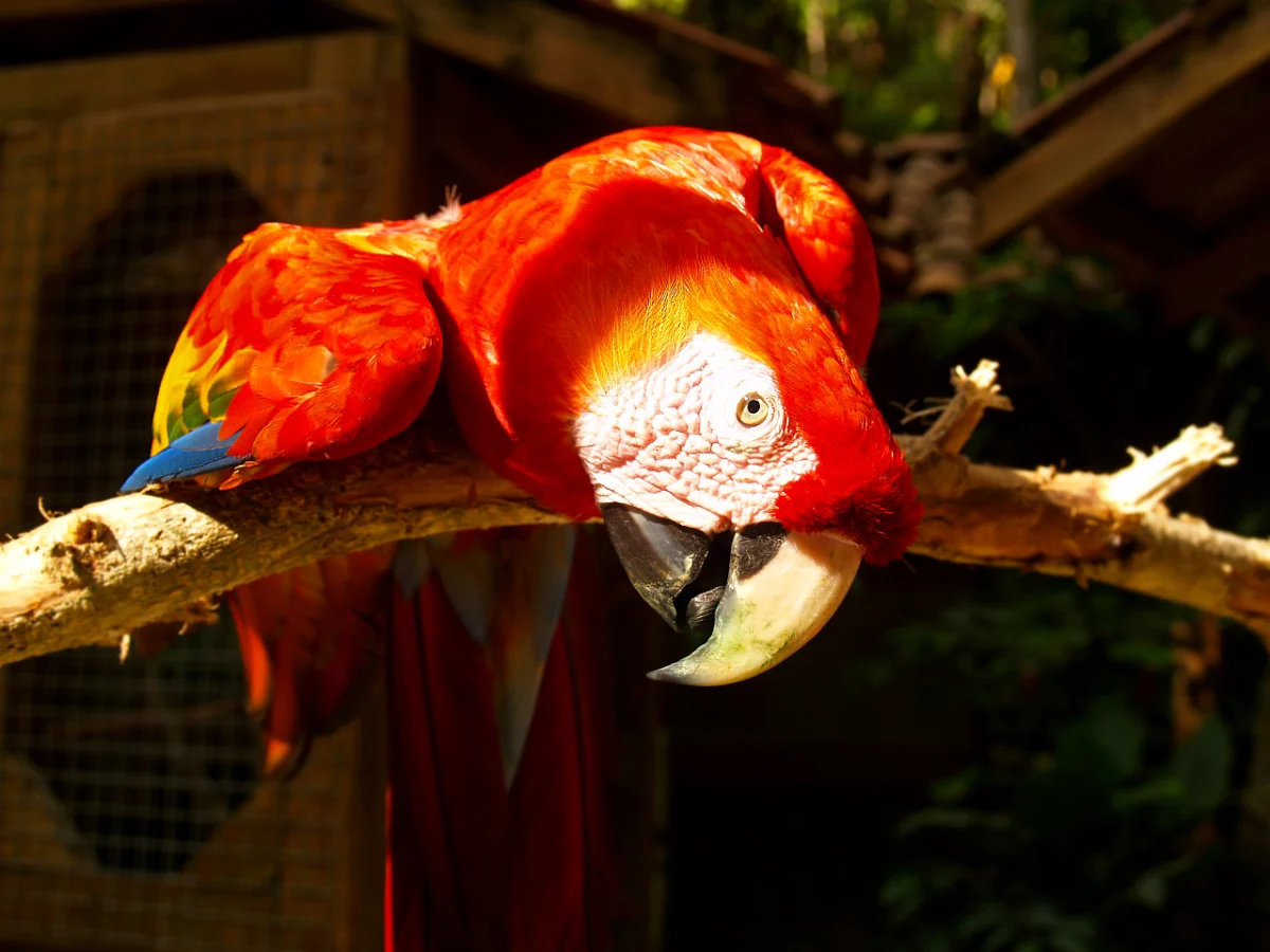 Hellroter Ara im Vogelpark Macaw Mountain