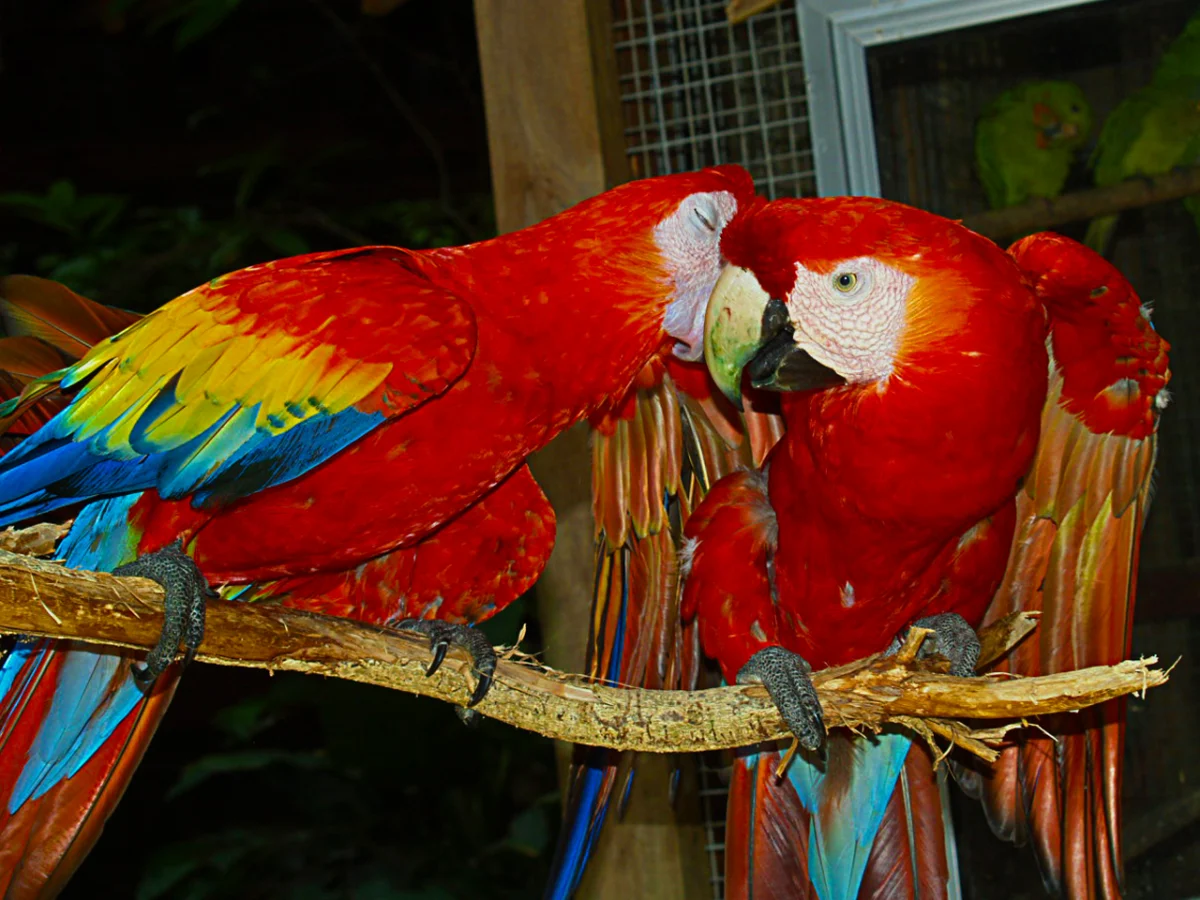 Hellroter Ara im Vogelpark Macaw Mountain