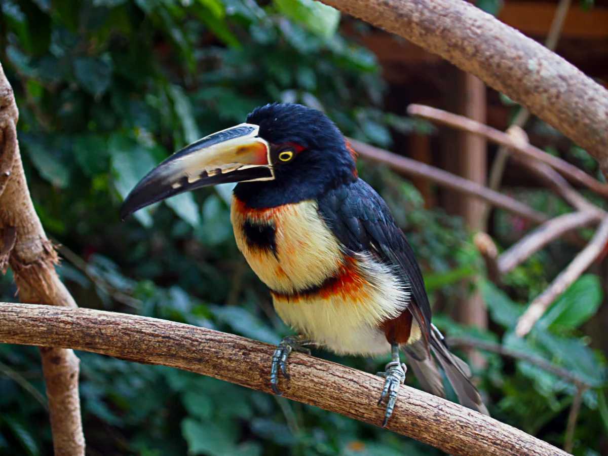 Halsband-Arassari im Vogelpark Macaw Mountain