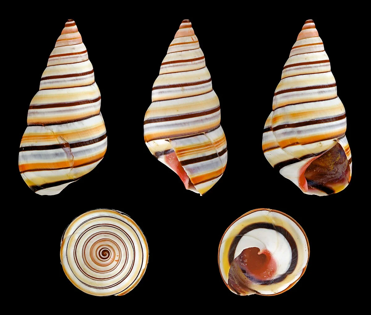 Länge 5,8 cm; Herkunft: Hispaniola.