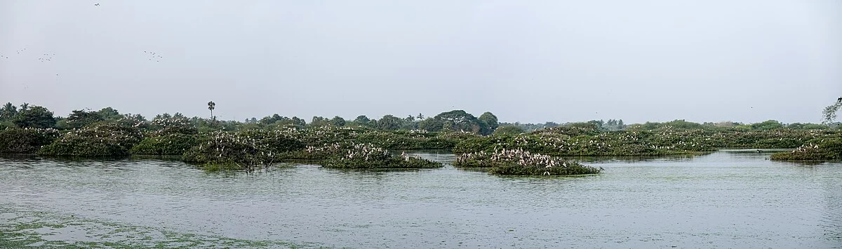 Der See im Vogelschutzgebiet Vedanthangal