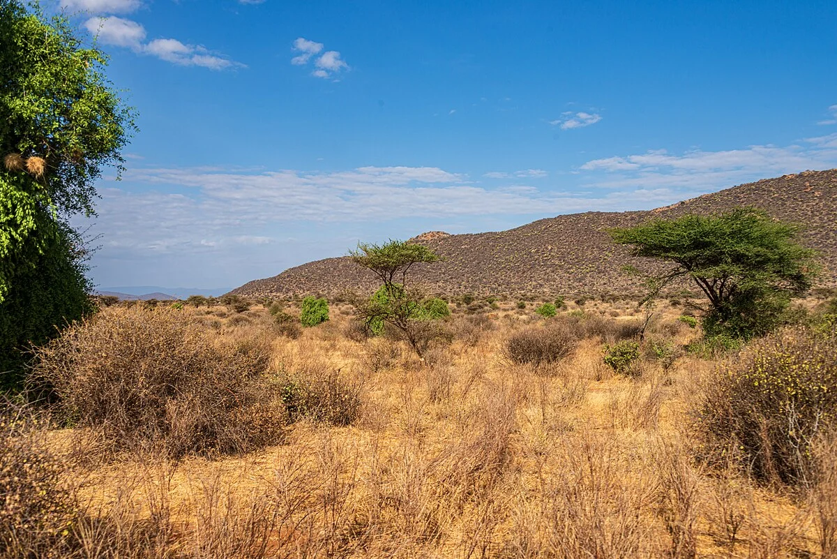 Thika