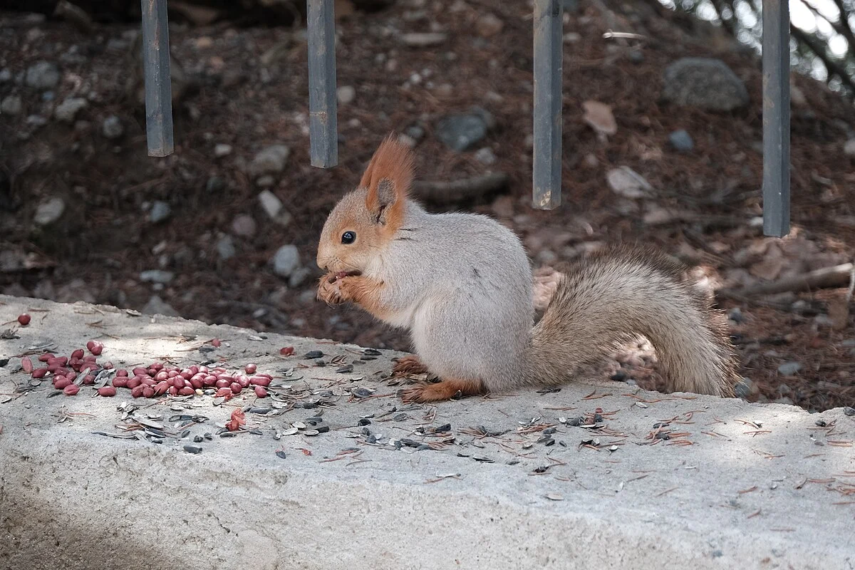 Eichhörnchen im Winterfell