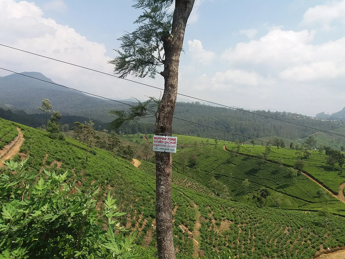 Im Hochland von Sri Lanka