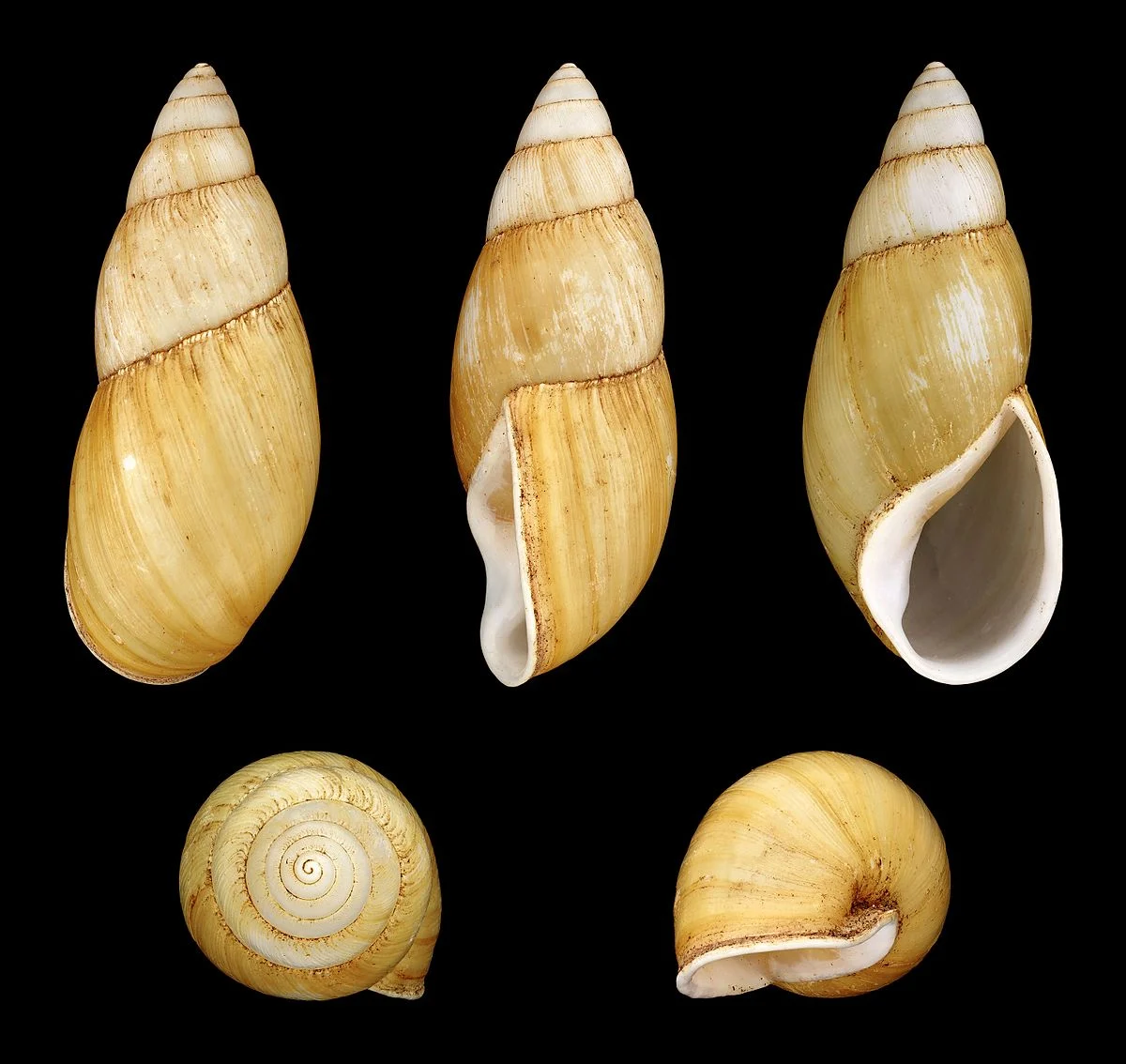 Länge 8,3 cm; Herkunft: Südmadagaskar.