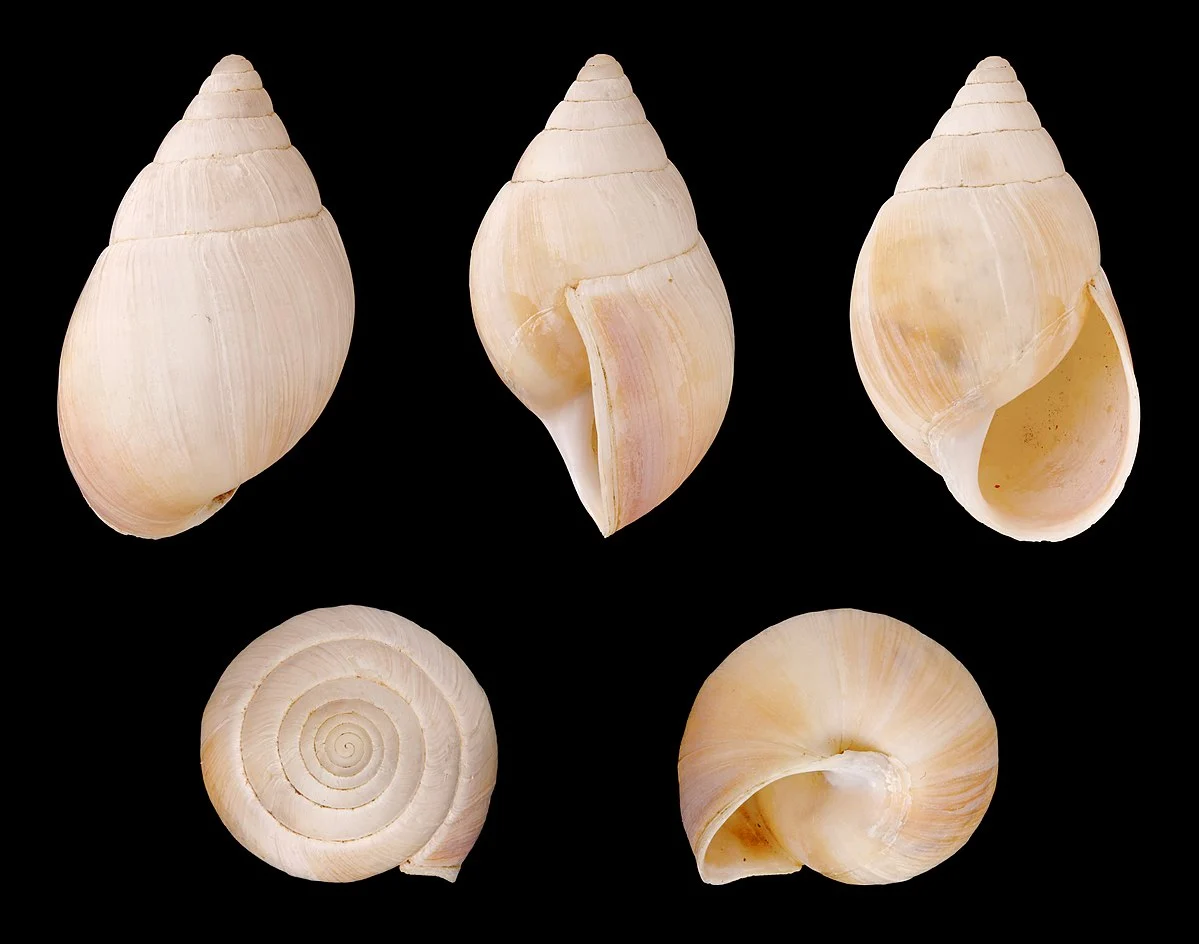 Länge 3,7 cm; Herkunft: Südmadagaskar.