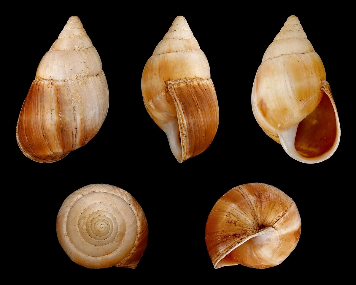 Länge 4,0 cm; Herkunft: Südmadagaskar.