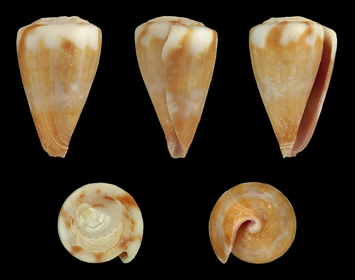 Länge 2,3 cm; Herkunft: Malediven.