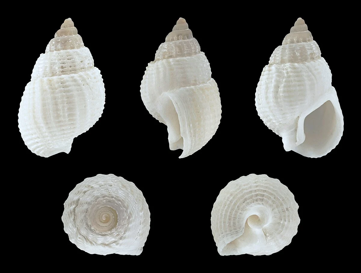 Länge 2,0 cm; Herkunft: Walvis Bay, Namibia.