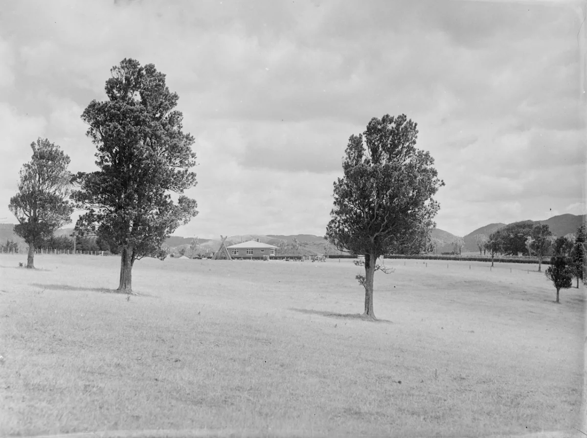 Bäume auf einem Feld