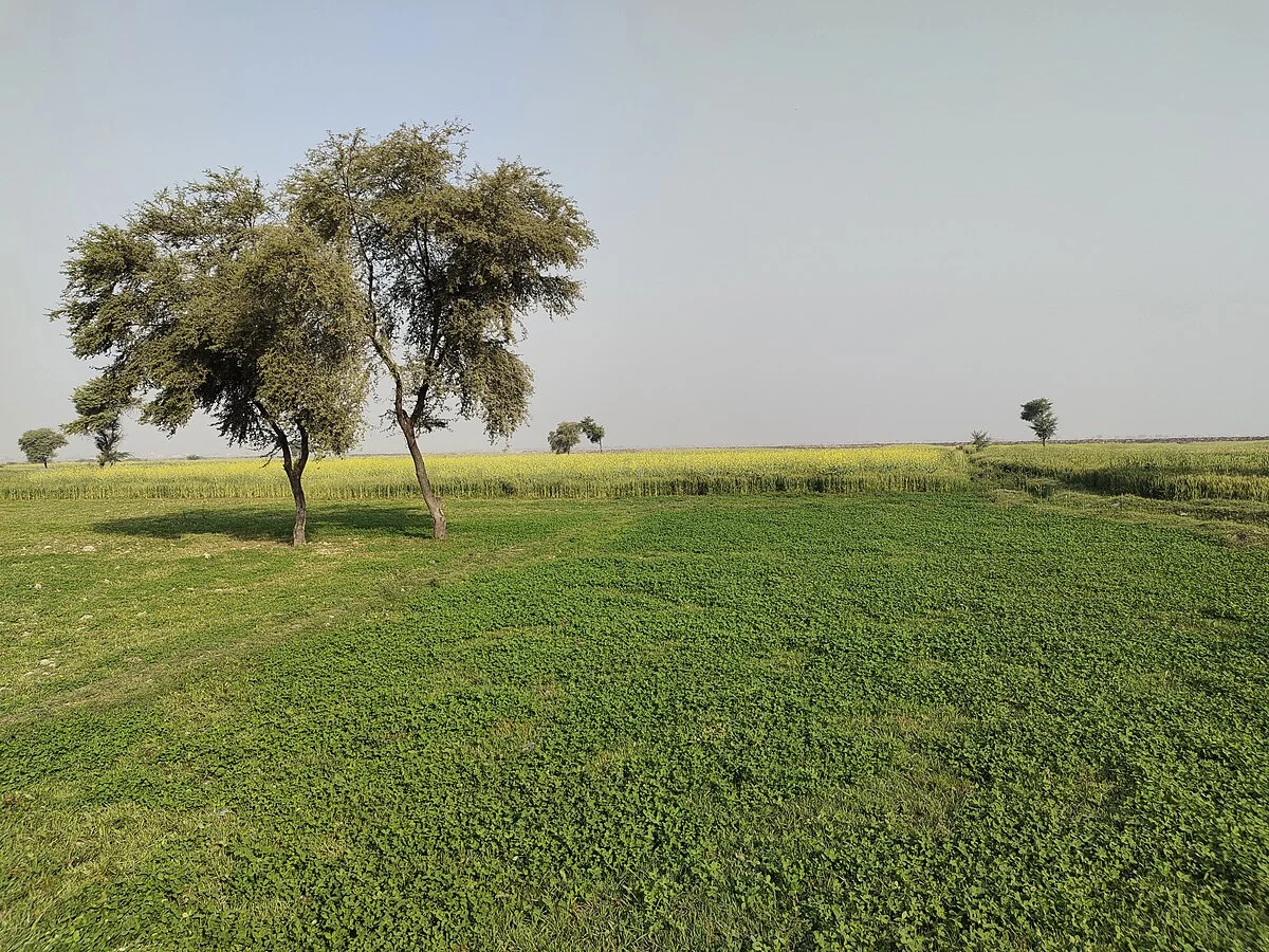 Kohlfelder in der Provinz Sindh
