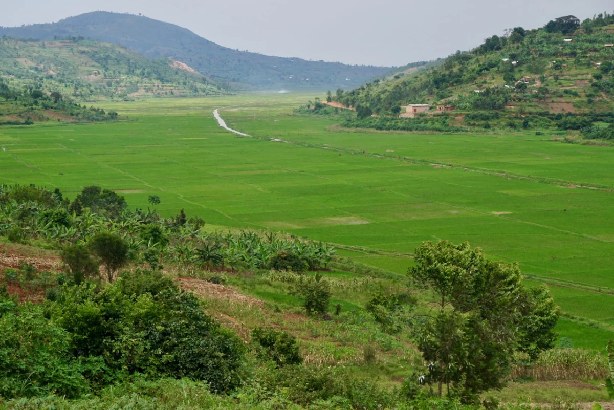 Landschaft in Ruanda im Februar