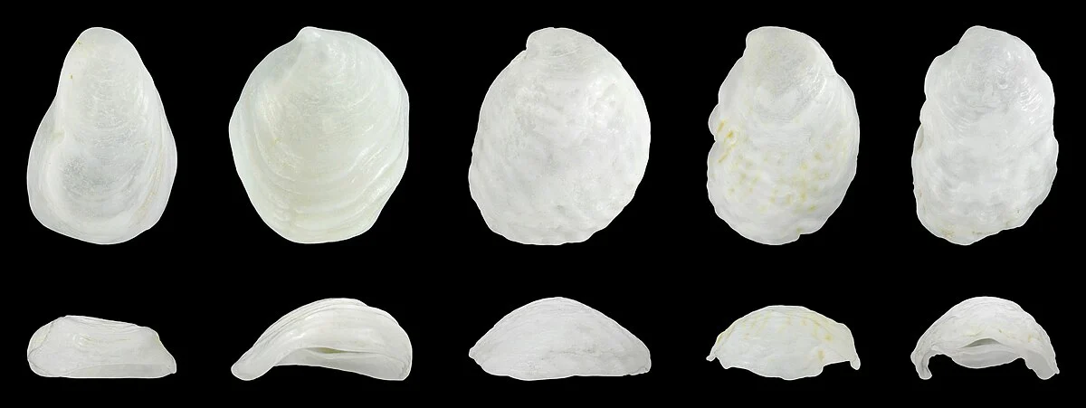 Von links nach rechts: Länge 1.6 cm; Herkunft: Lamhiriz, West-Sahara.