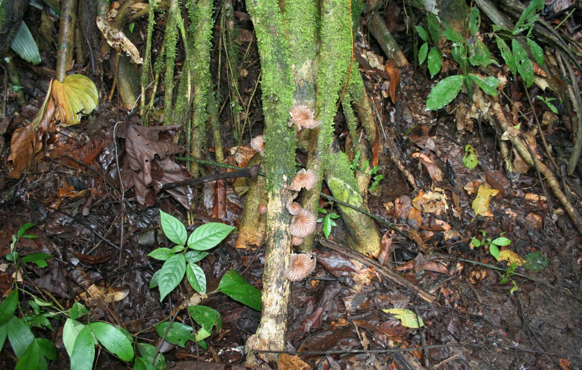 Regenwald im Landesinneren von Suriname
