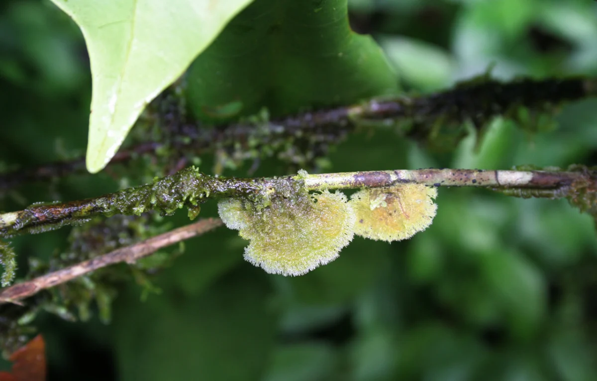 Flechten im Regenwald von Suriname
