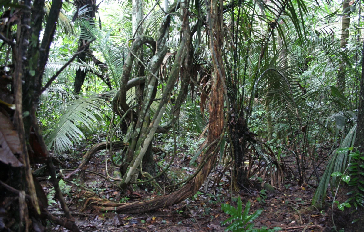 Regenwald im Landesinneren von Suriname