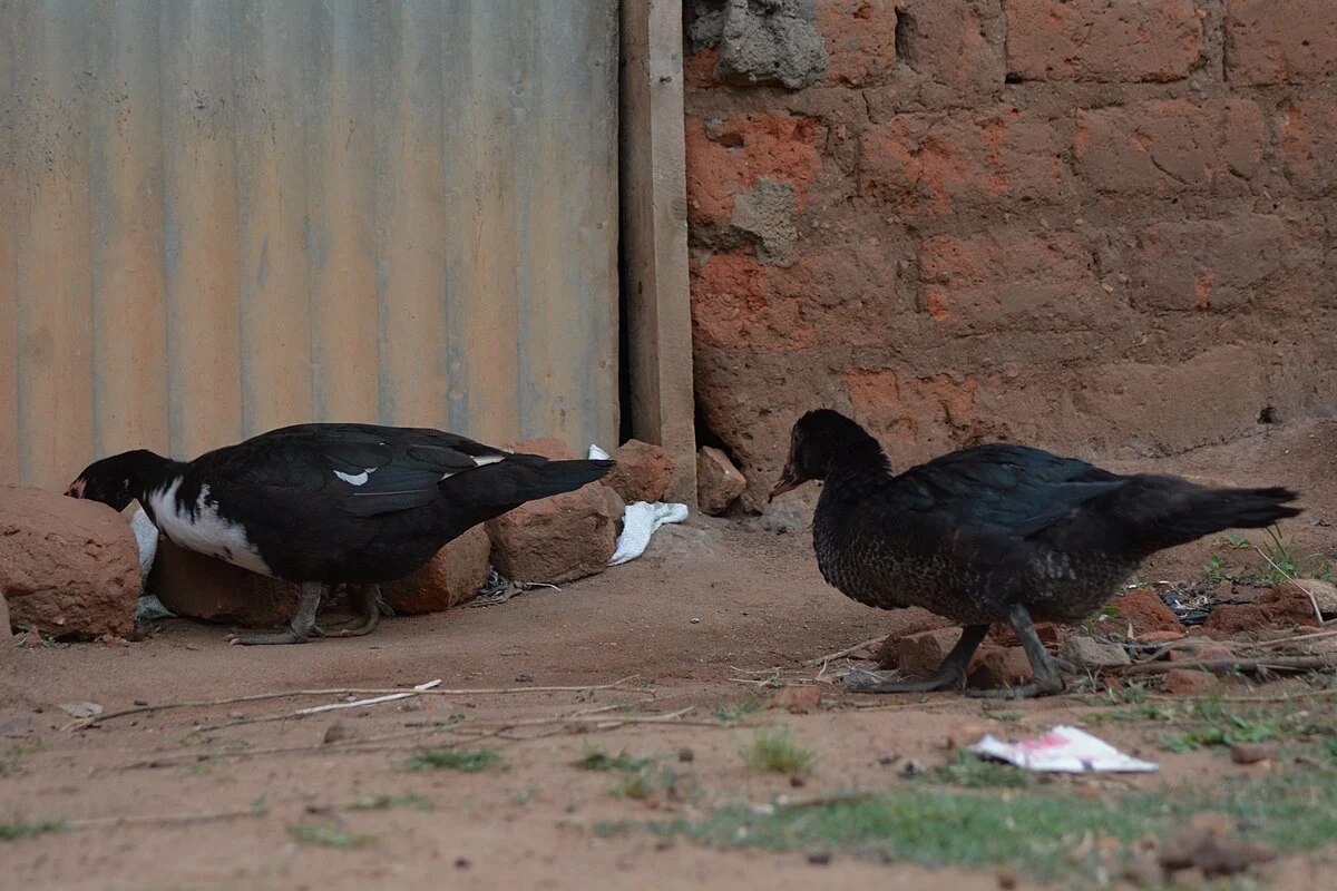 Bilder aus dem Südsudan (2)
