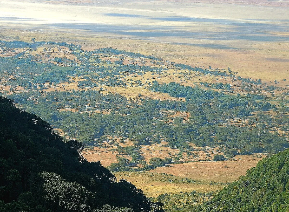 Das Ngorongoro-Schutzgebiet vom Kraterrand