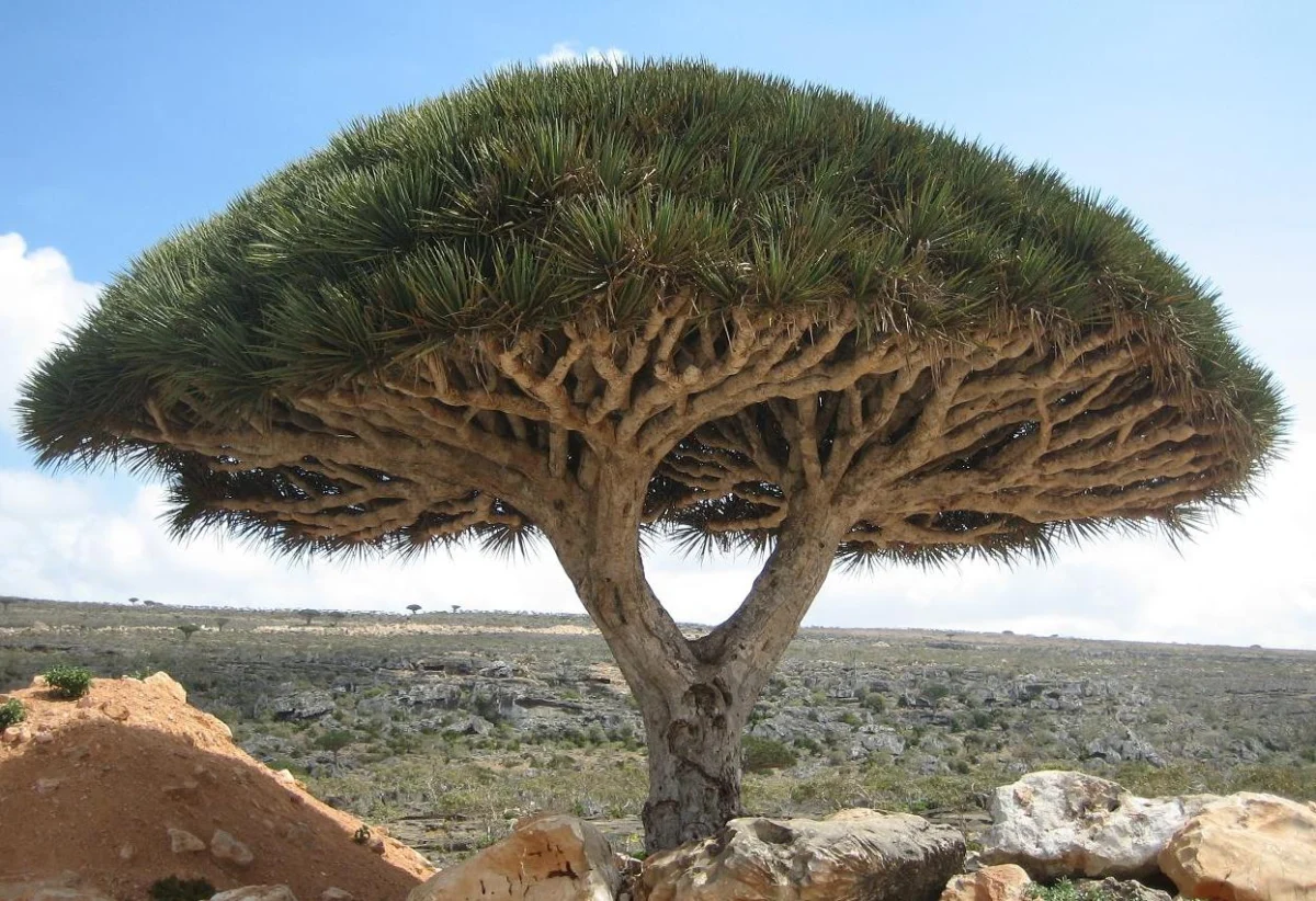 Dracaena cinnabari, eine Gattung der Drachenbäume