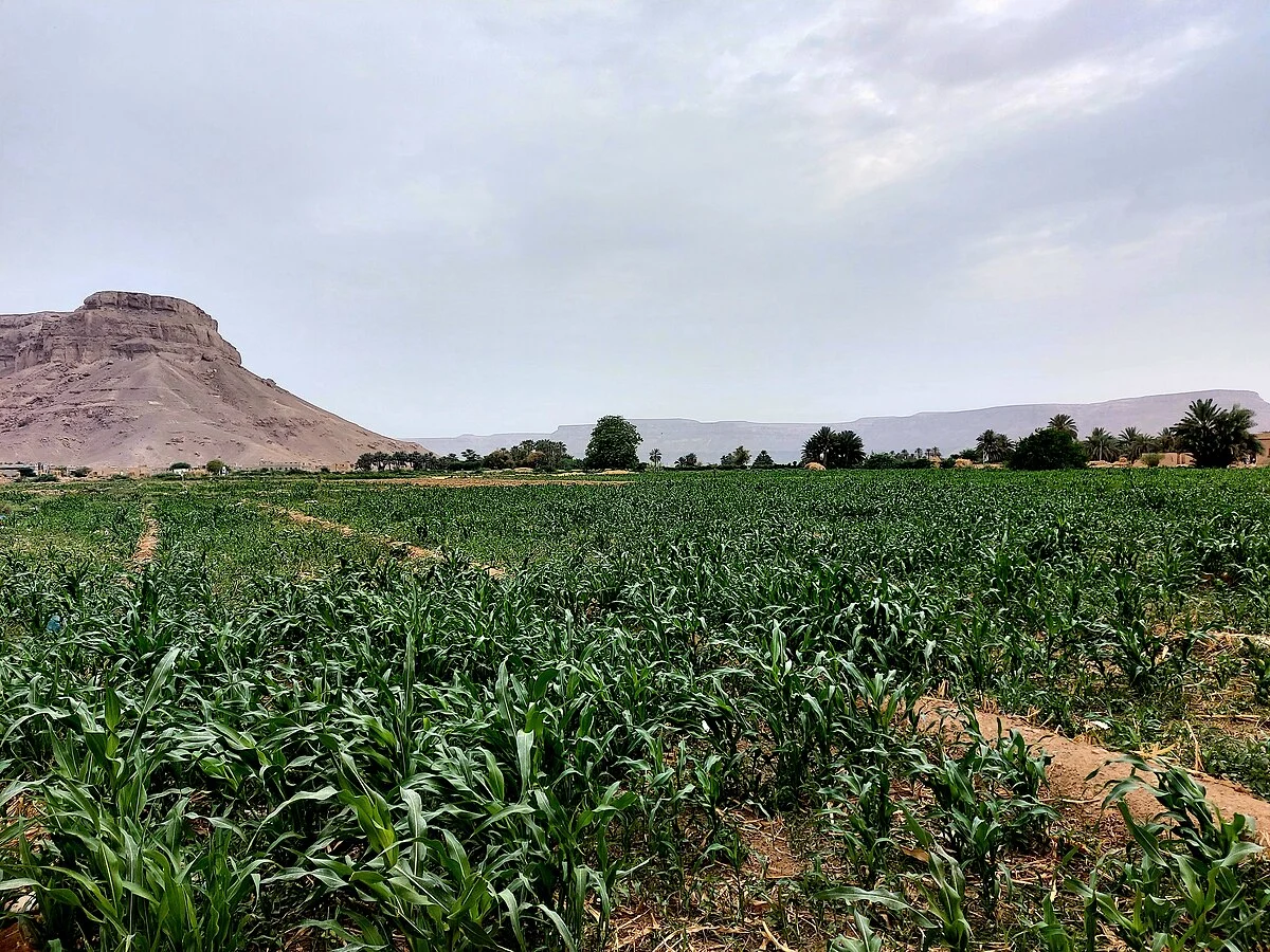 Das Wadi Hadramaut mit Dattelpalmen im Südosten des Jemen