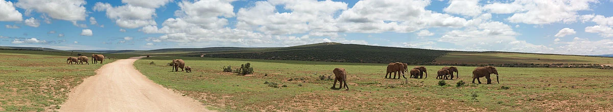 Elefantenherde an der Straße im Addo-Elefanten-Nationalpark
