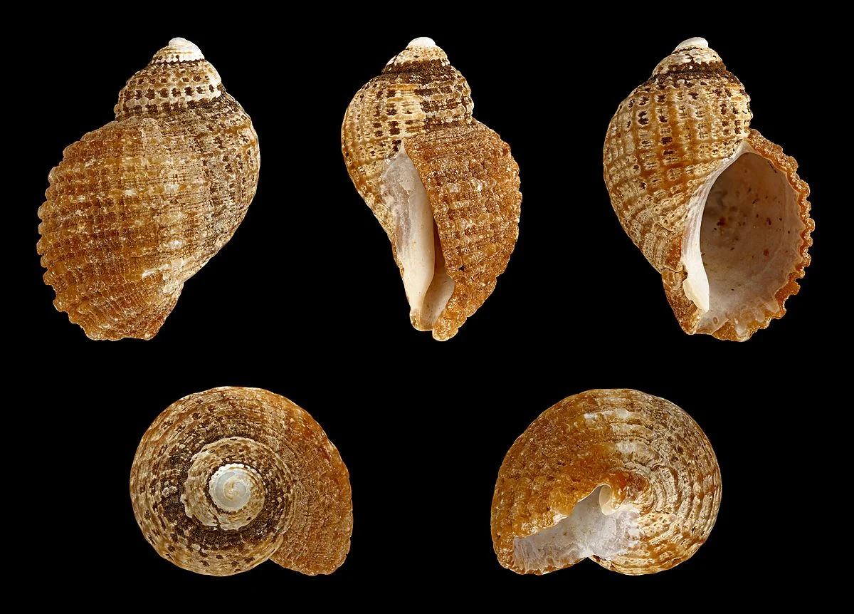 Länge 2,6 cm; Herkunft: Paternoster, Westkap, Südafrika.