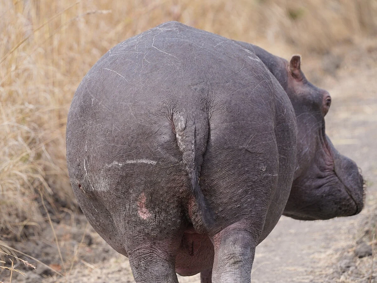 Flusspferd in der Savanne am Kafue-Fluss, Kafue-Nationalpark