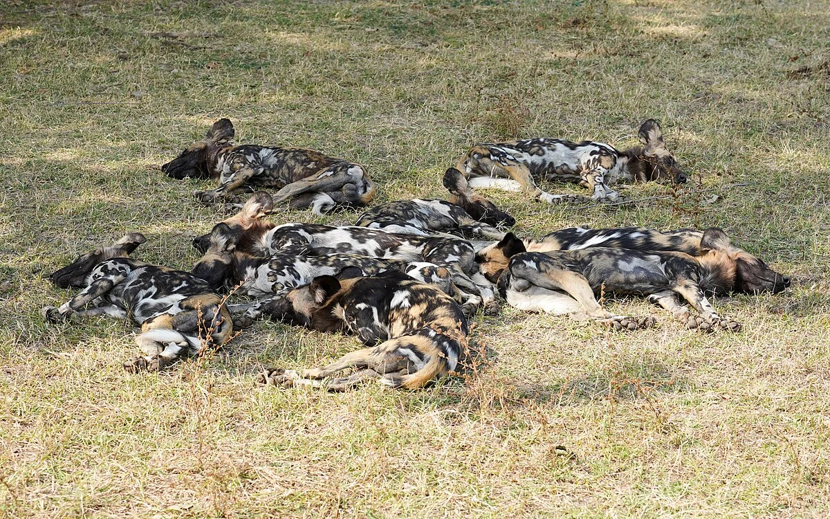 Afrikanische Wildhunde im South-Luangwa-Gebiet