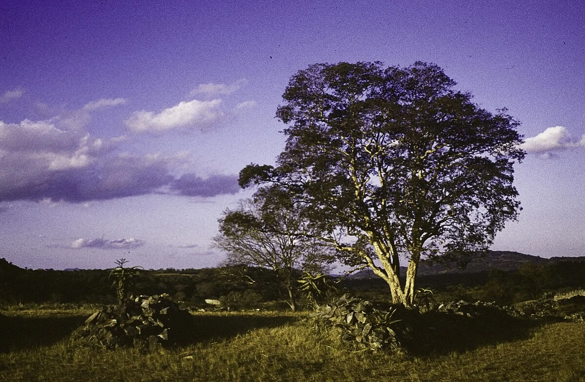 Panorama von Groß-Simbabwe